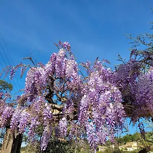 Dans En Rez De Jardin Hyères